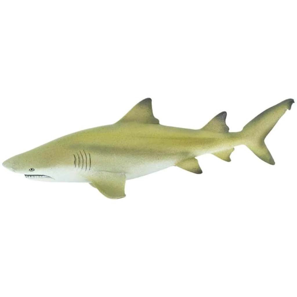 Lemon Shark 