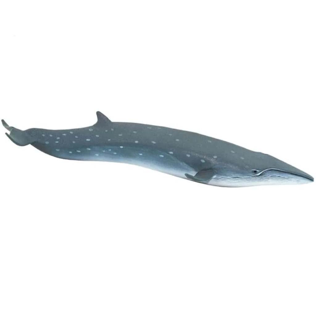 Sei Whale 