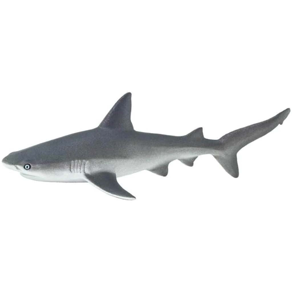 Gray Reef Shark 