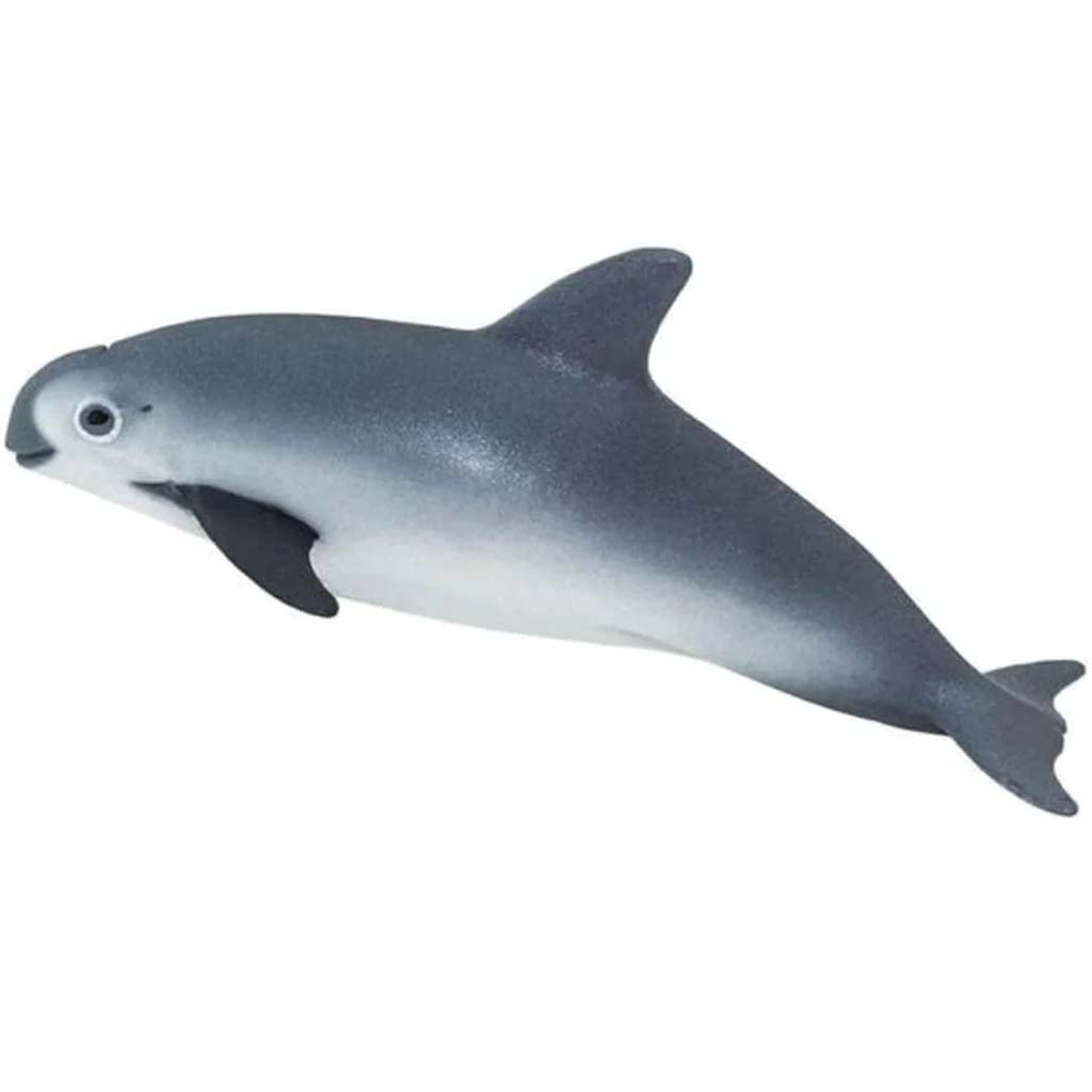 Vaquita Porpoise 