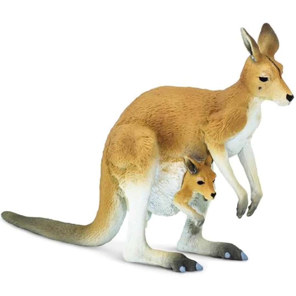 Kangaroo With Joey 