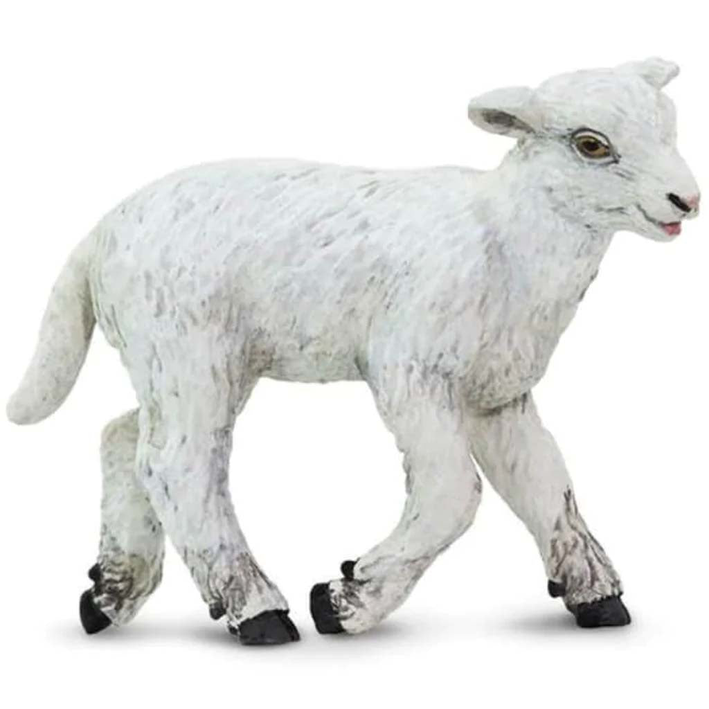 Lamb 