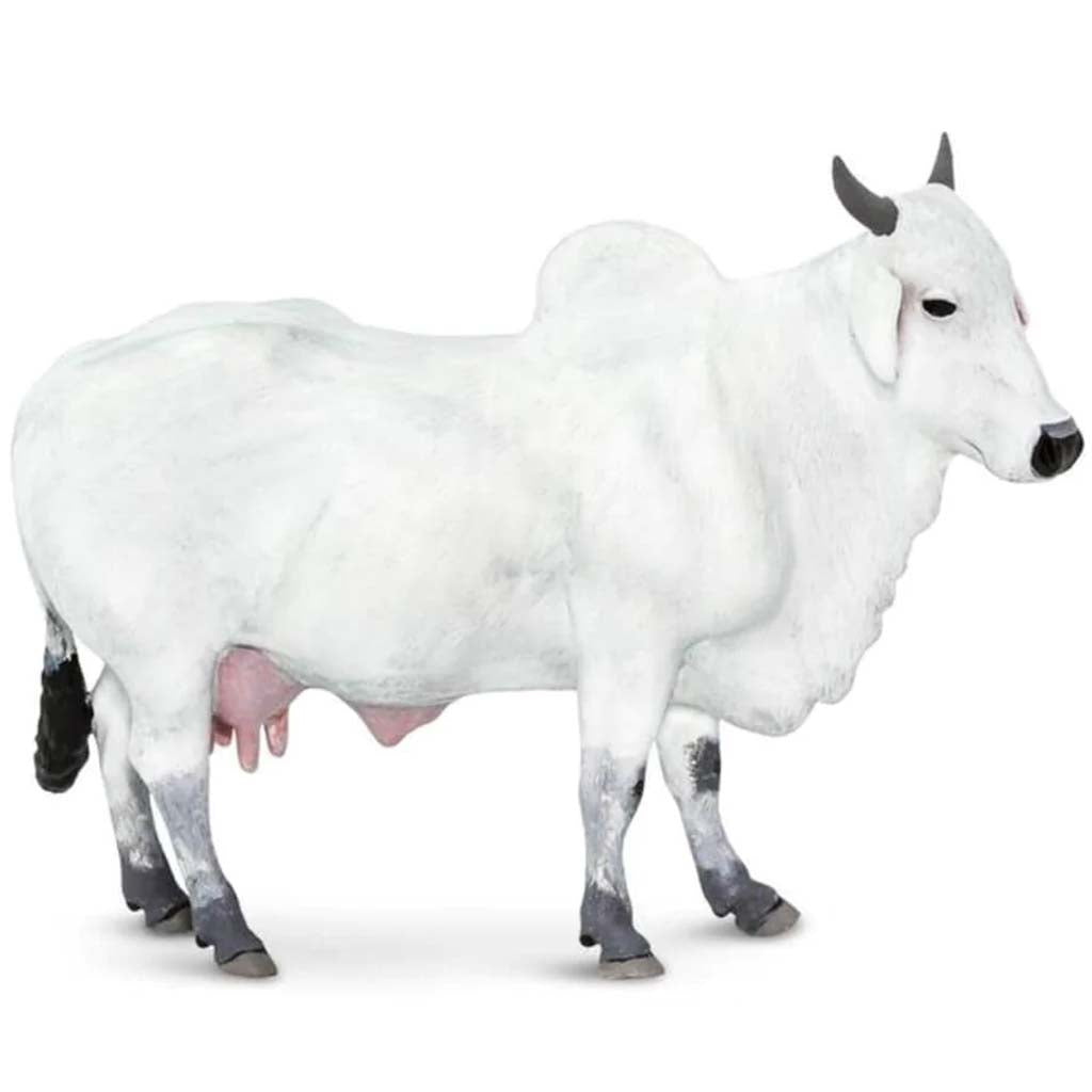 Ongole Cow 