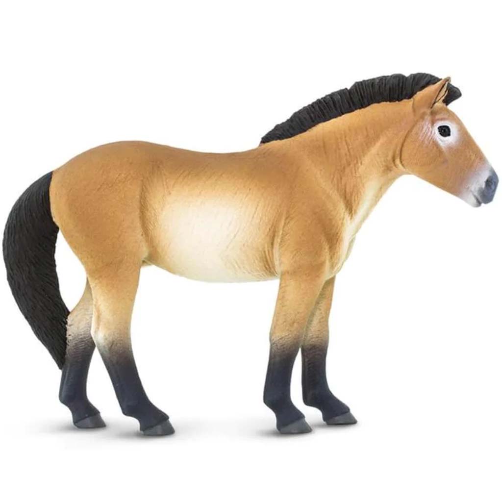 Przewalskis Horse 