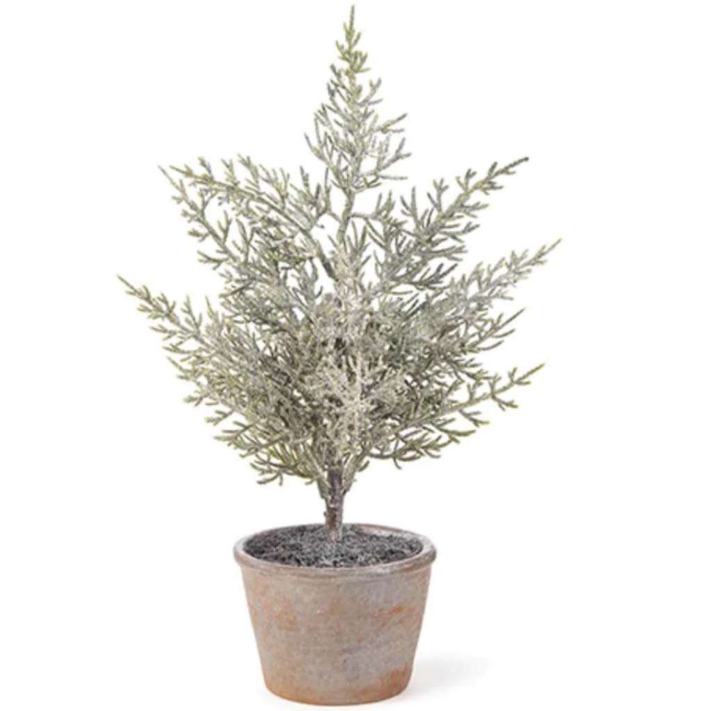 Potted Cedar Bush Green 14in 