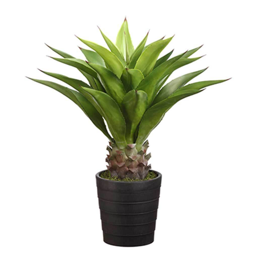 Agave Attenuata Plant Leaves 32in Plastic Pot 25 Black