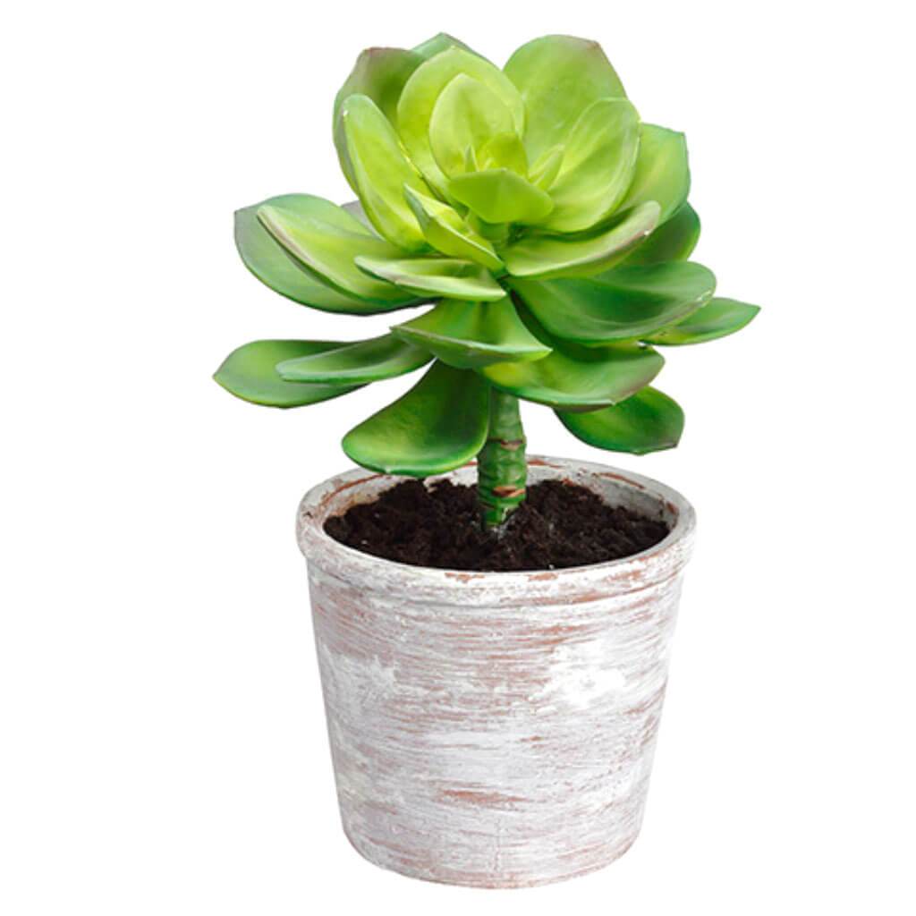 Echeveria In Clay Pot 12in Green