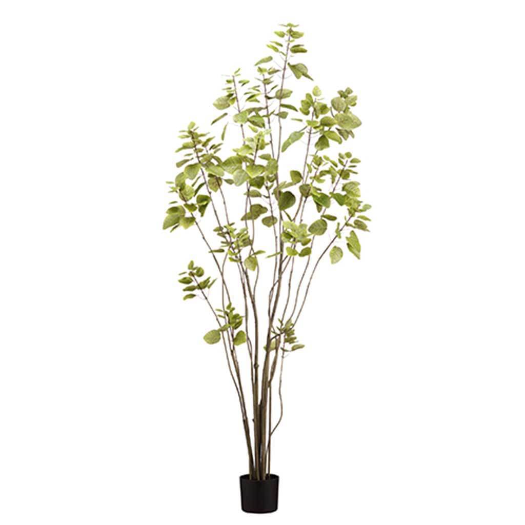 Cotinus Tree in Pot with 357 Leaves Green 6ft