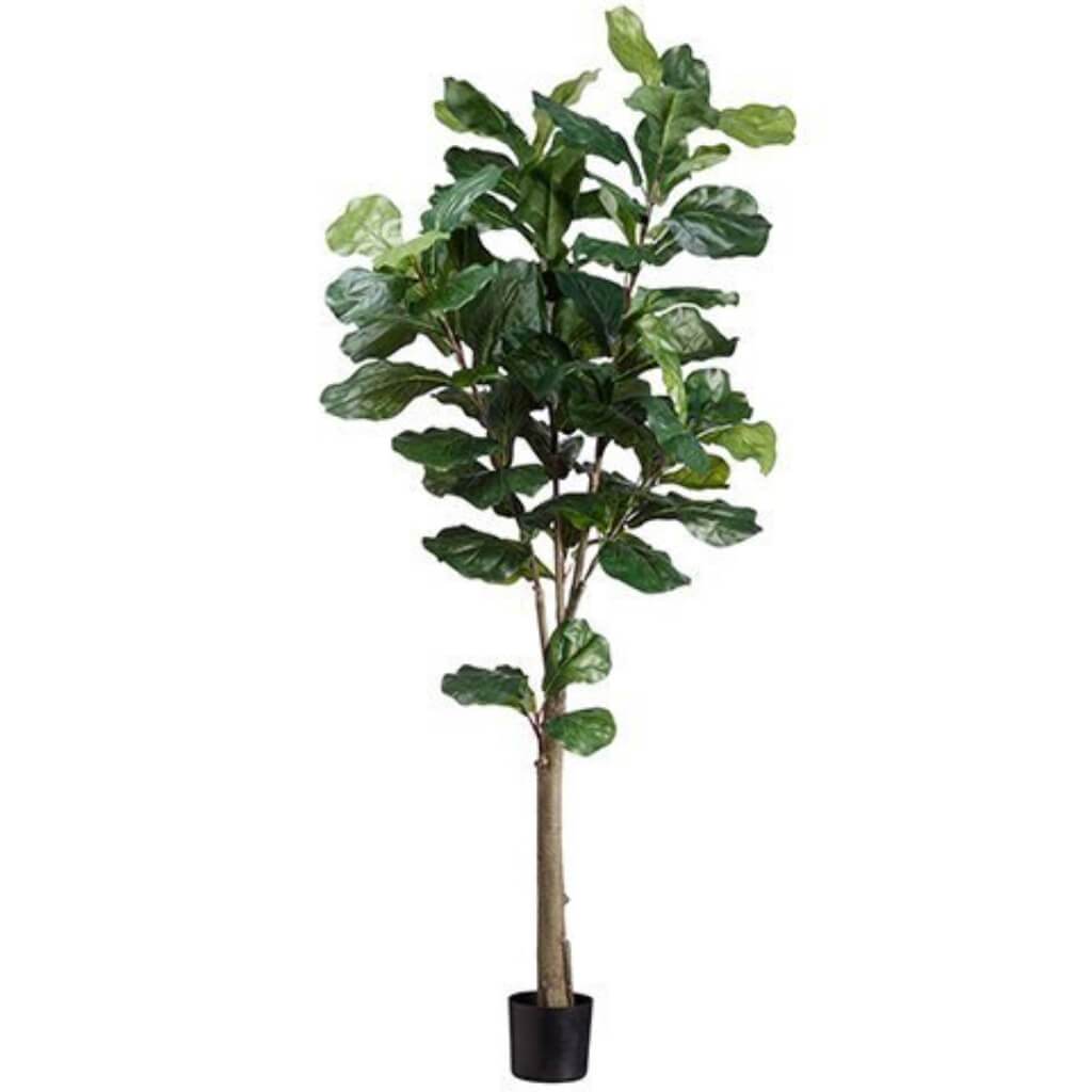 Fiddle Leaf Tree with 74 Leaves 5ft in Pot Green