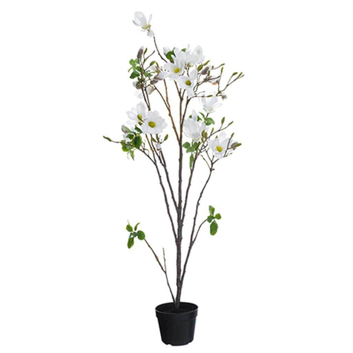 Magnolia Tree in Pot 68in (5.6ft), White