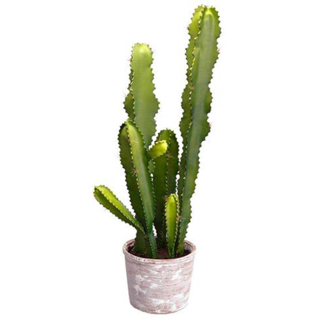 Cactus In Clay Pot 35in Gray Green