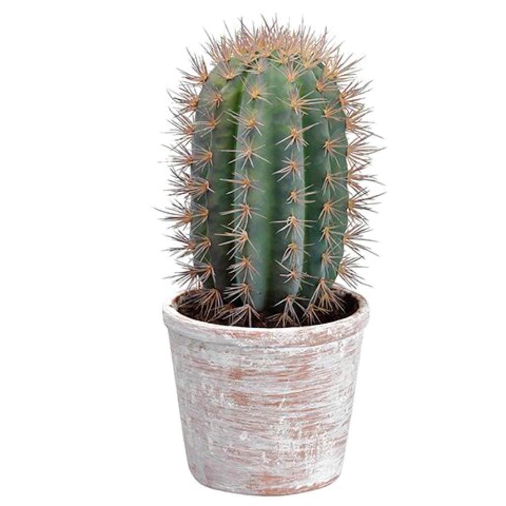 Cactus in Clay Pot 15.5 in Green