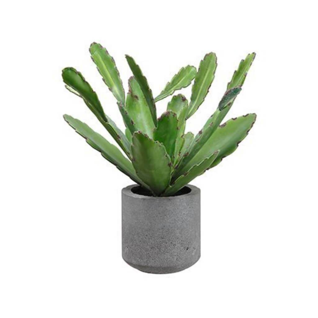 CACTUS IN CEMENT POT GREEN 15IN