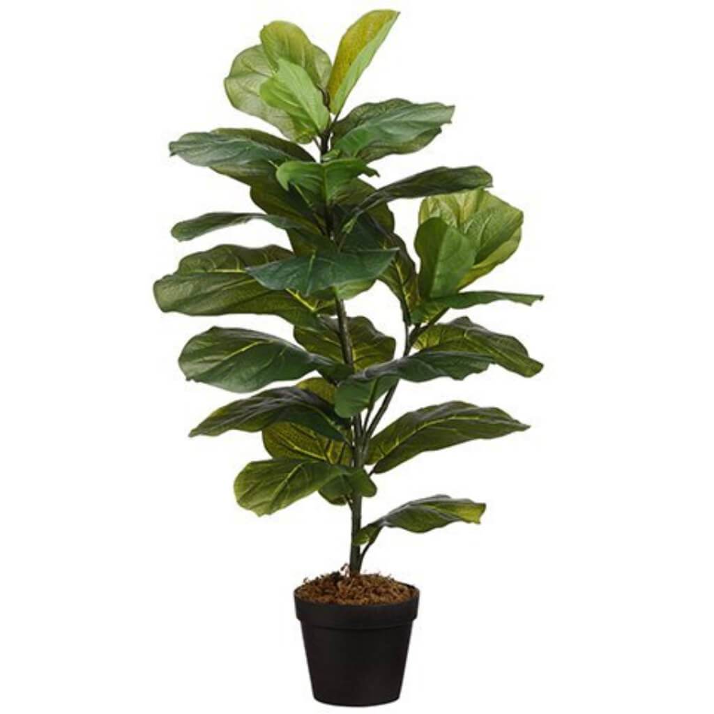 FIDDLE LEAF PLANT IN POT 31.5IN