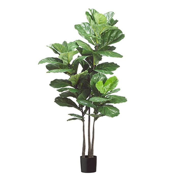 Fiddle Leaf Plant 53Leaves70in Green Pot