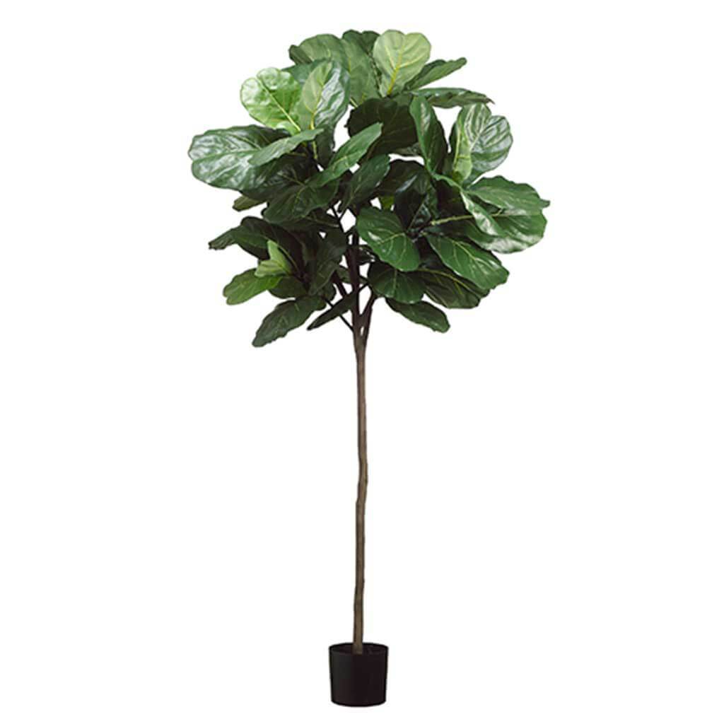 Fiddle Leaf Tree with 61 Leaves in Pot 7ft Green