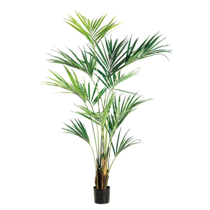 Palm Tree Kentia 93in in Pot Light Green