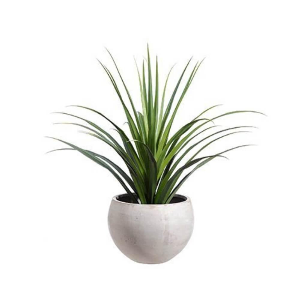 Dracaena Cement Planter 53in Green