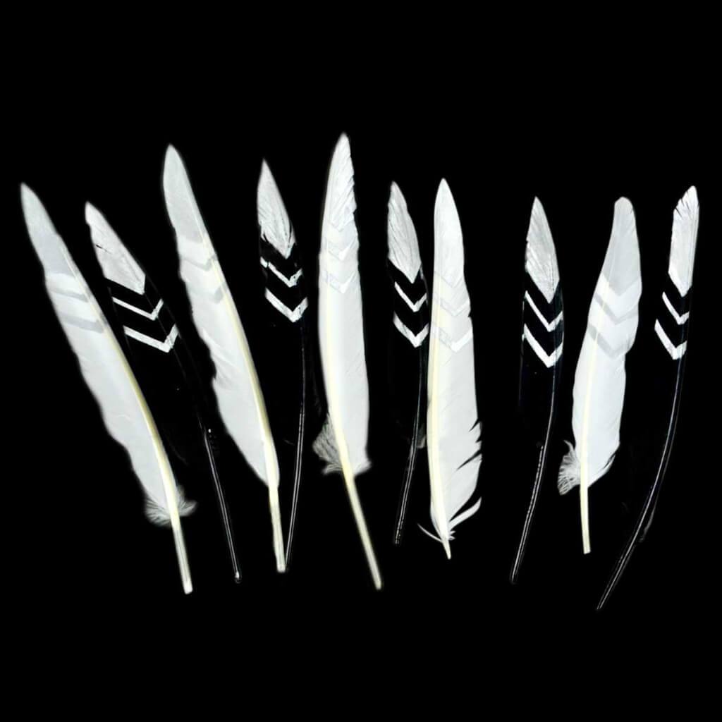 Turkey Quills with Silver Print 7-9in Black and White