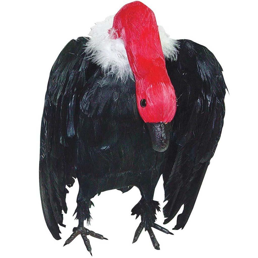 Vulture with Head Down