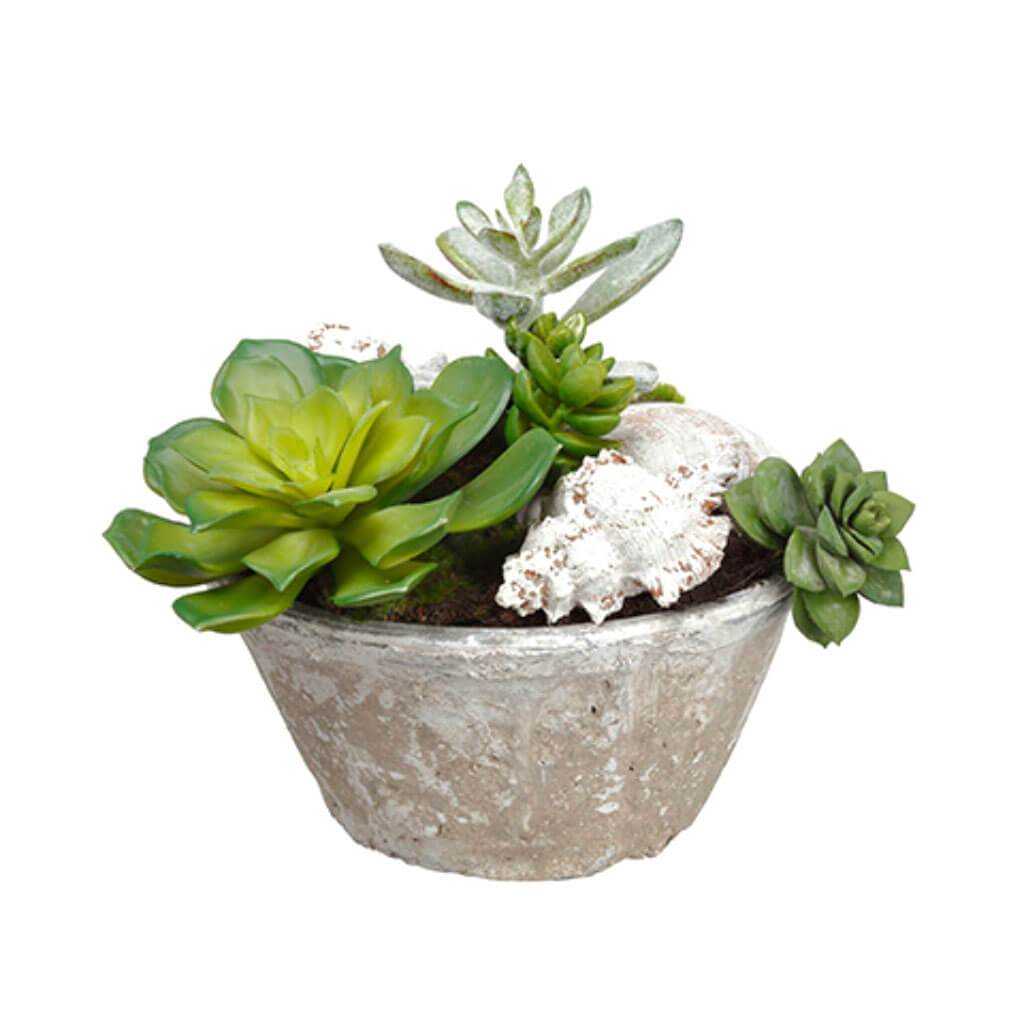 Shell/Succulent/Moss in Pot 7in