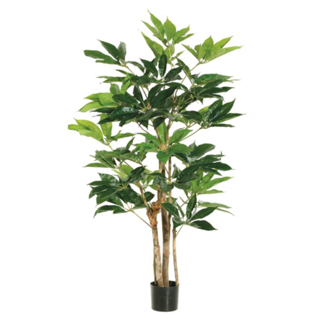 Schefflera Tree 227 Leaves 4ft in Pot Green