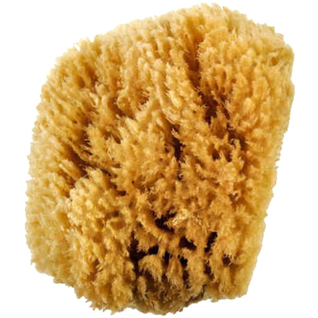 Caribbean Sponge