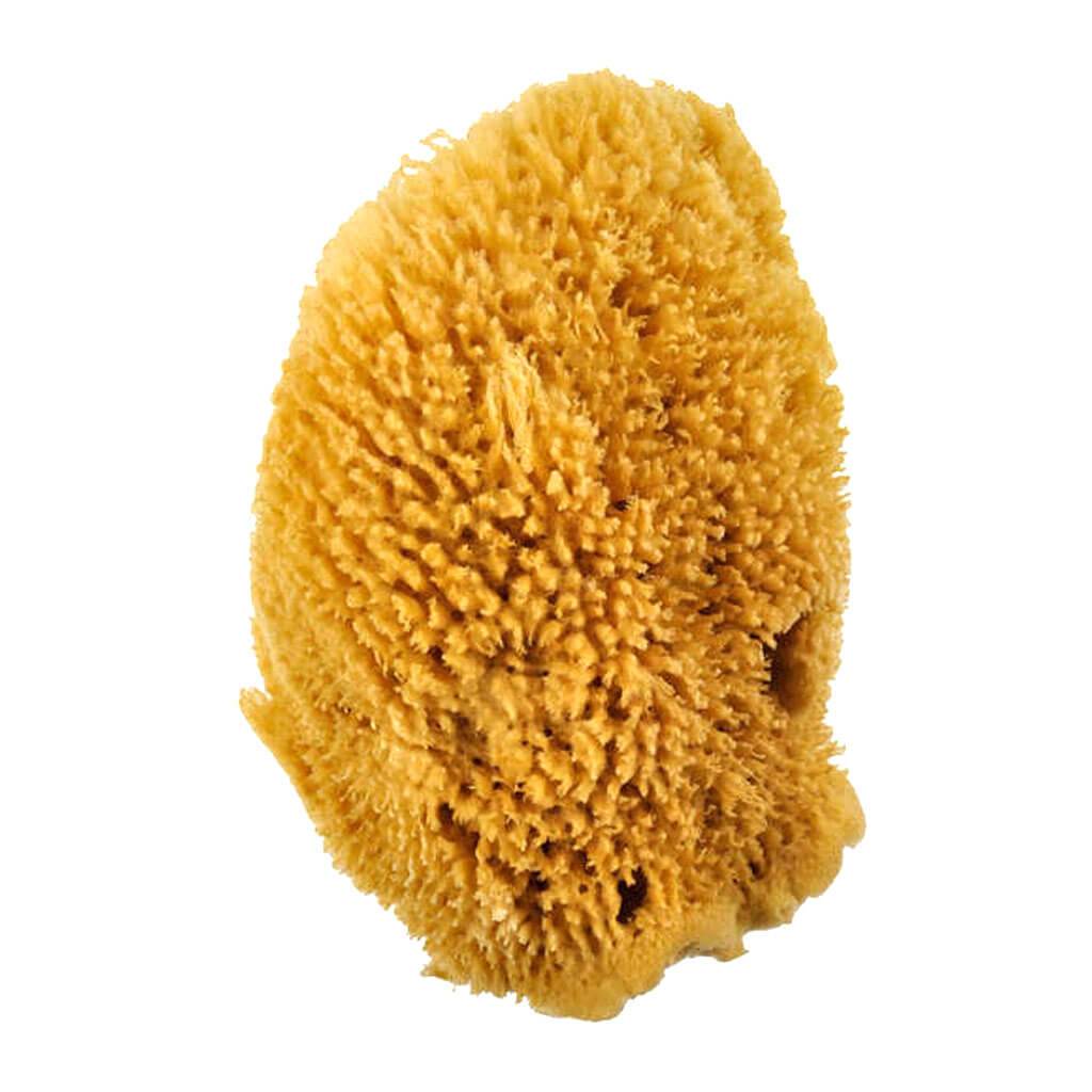 Caribbean Sponge