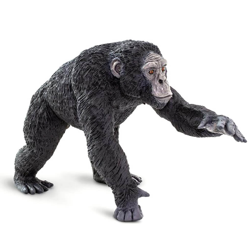 Chimpanzee