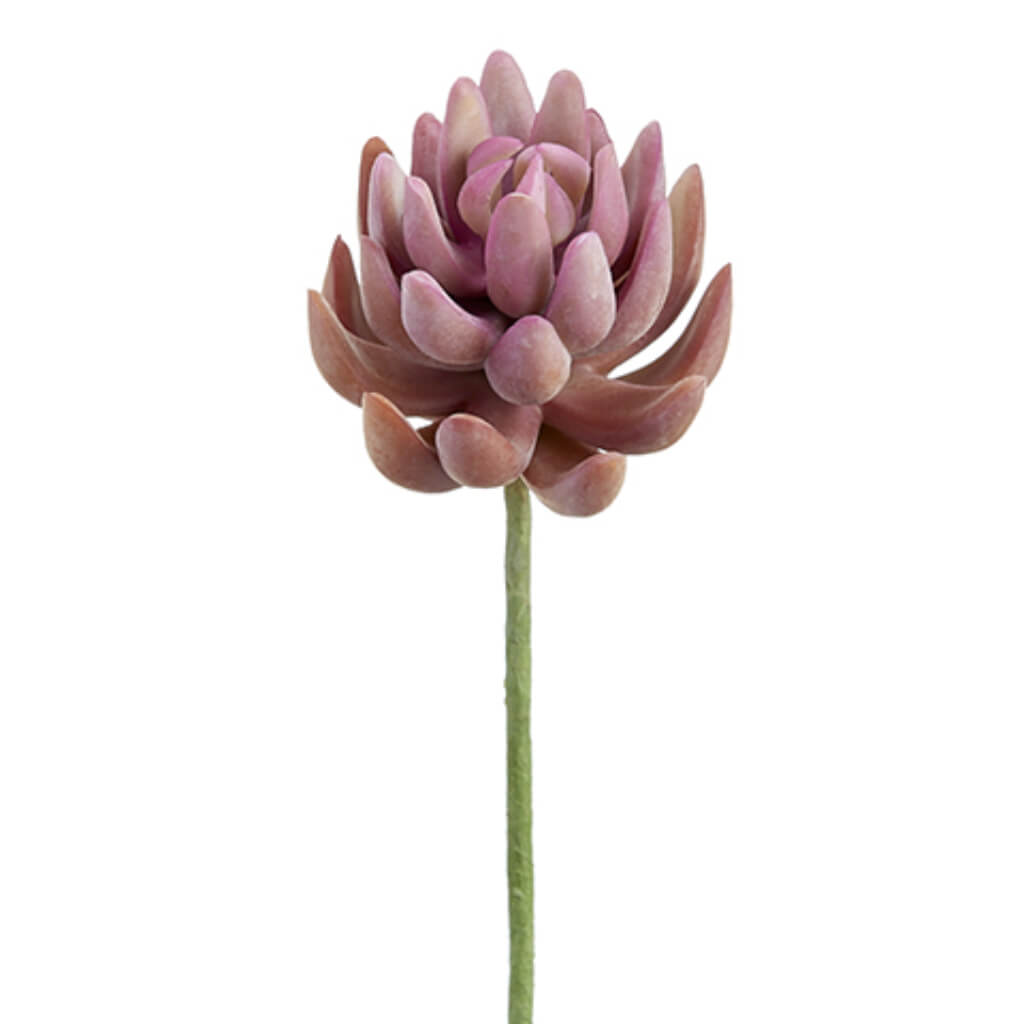 Soft Touch Senecio Pick Two Tone Coral, 6.5in