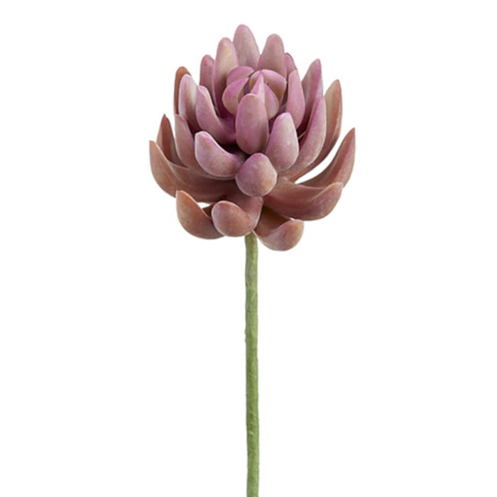 Soft Touch Senecio Pick Two Tone Coral, 6.5in