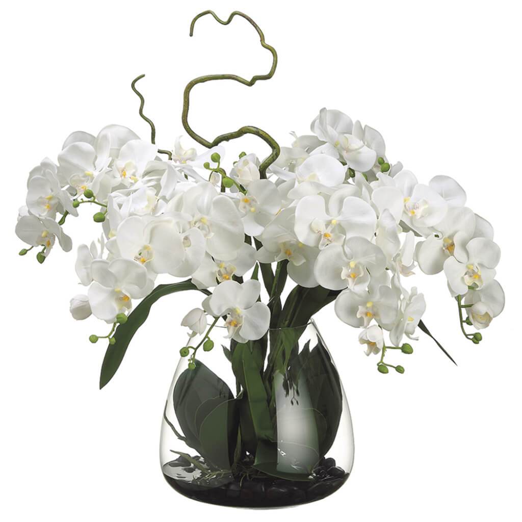 Phalaenopsis Orchid in Glass Vase Cream 26inH x 28inW x 28inL