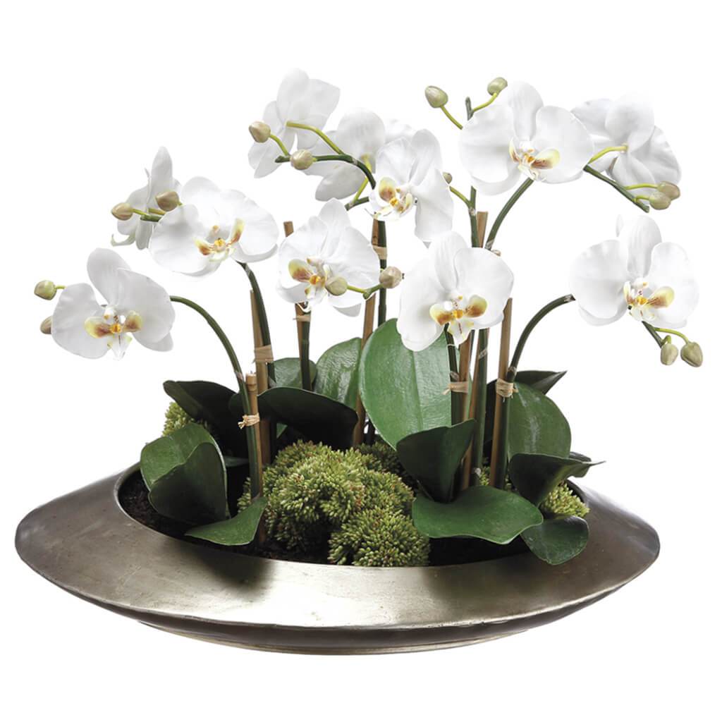 Phalaenopsis And Sedum in Metal Container White 14inH x 19inW x 19inL