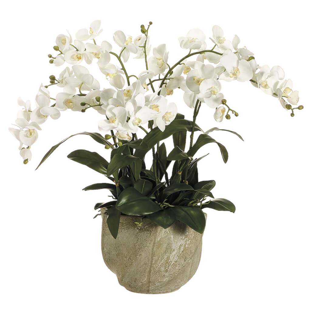 Phalaenopsis Orchid in Star Pot White 30inH x 29inW x 29inL