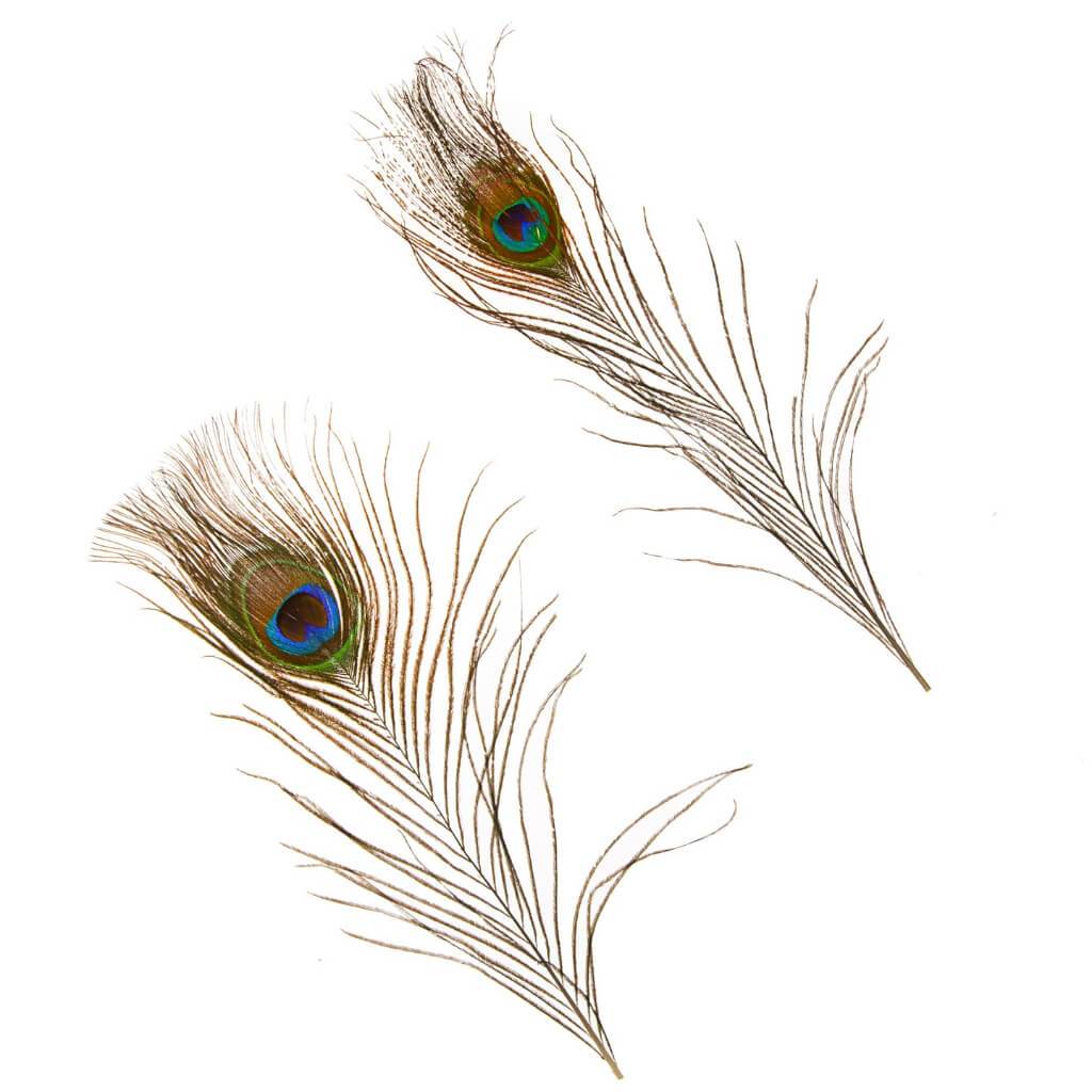 Peacock Feather: Eye, 10 To 11 Inches, 2 Pack