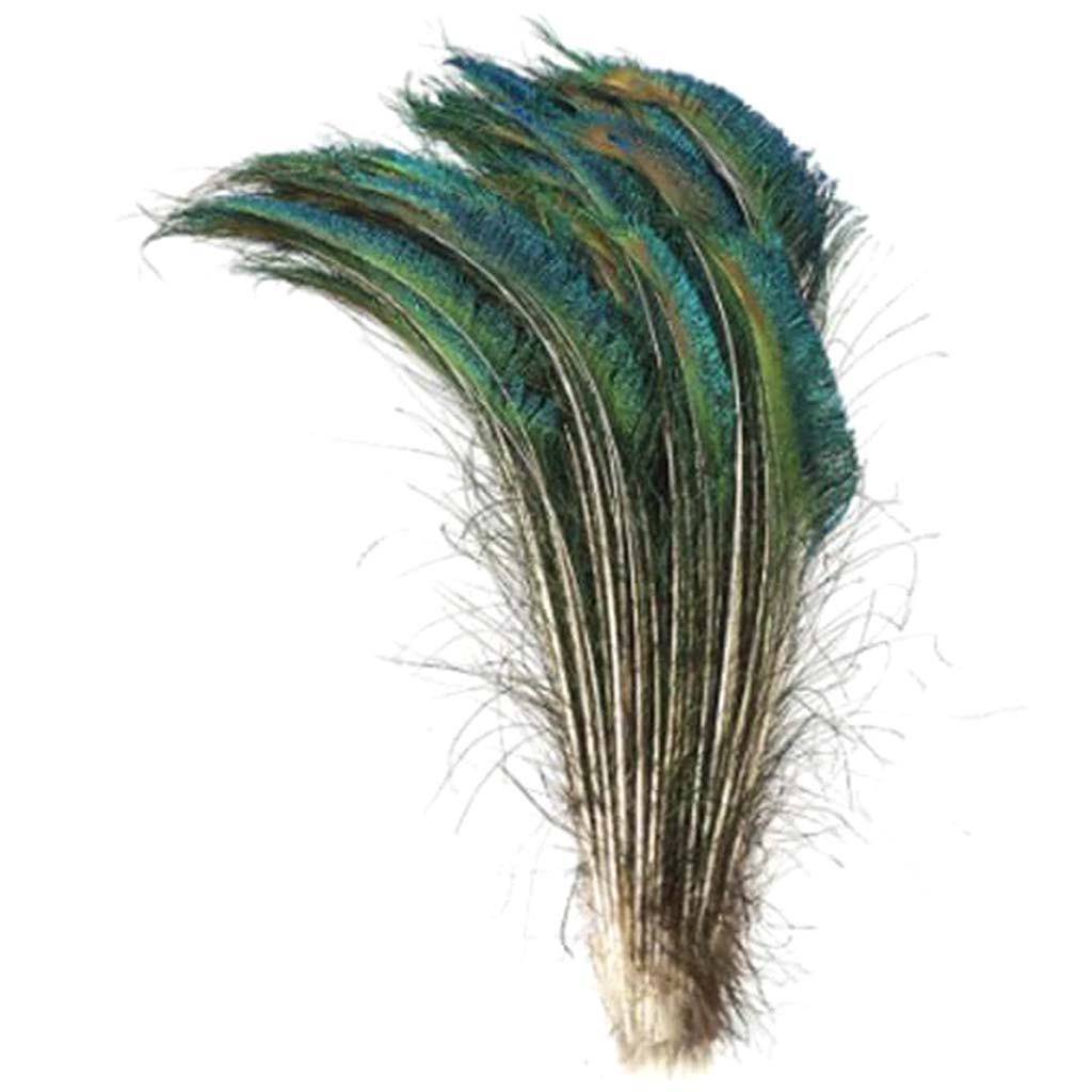 Peacock Feather: Sword, 10 To 11 Inches, 6 Pack