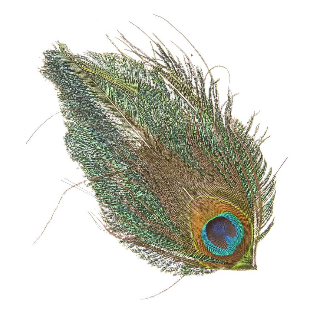 Peacock Feather: Eye Sword Pad, 7.5 Inches