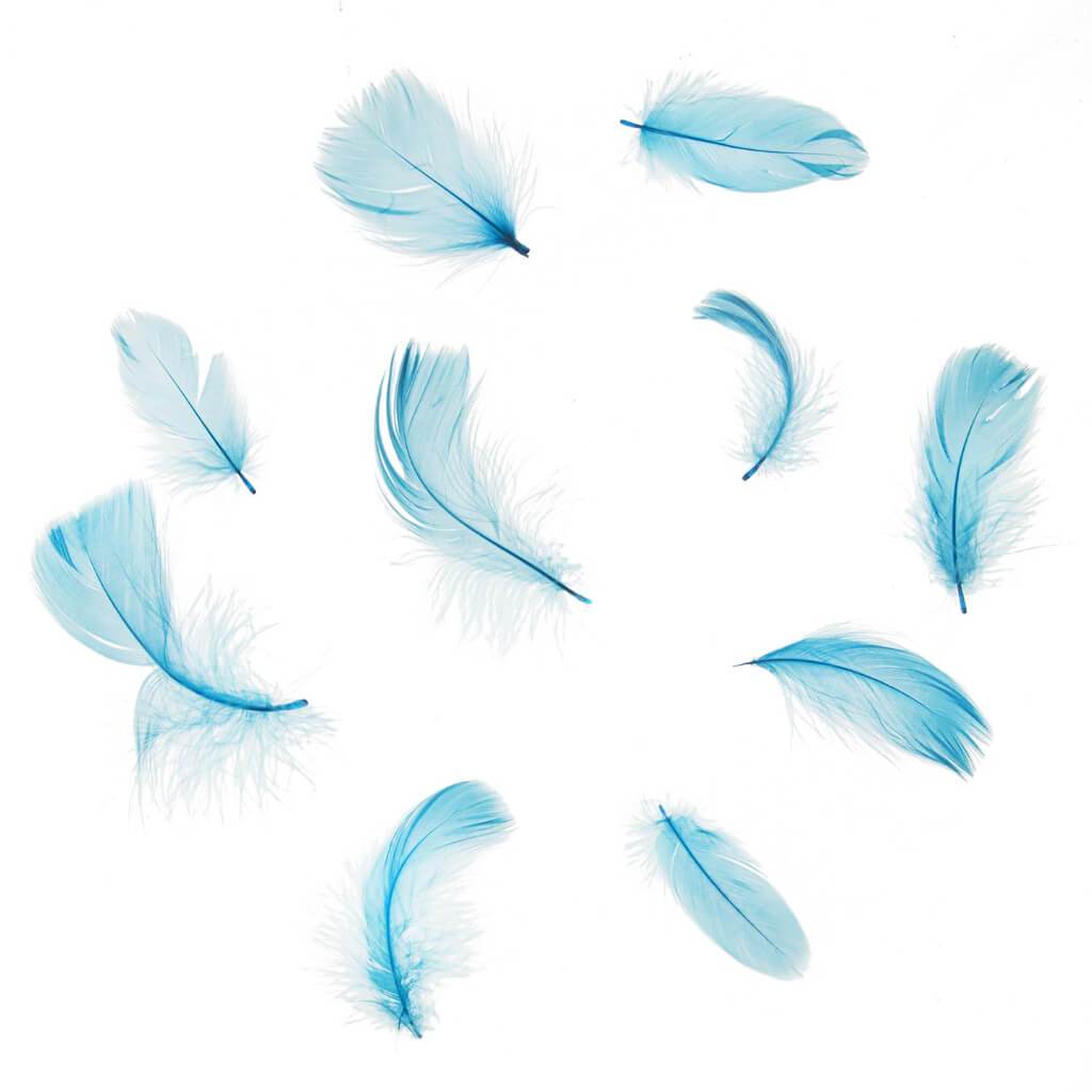 Blue Goose Feathers: 3 To 5 Inches, 7 Grams