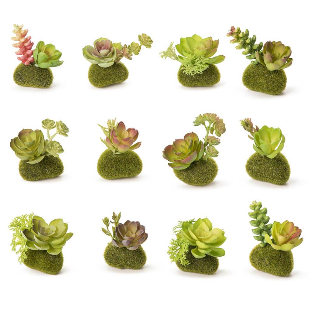 Moss Succulent: 2 x 3.25 Inches Assorted