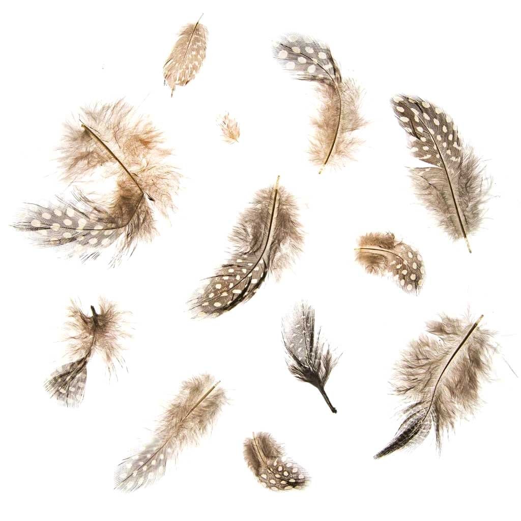 Guinea Pluma Feathers: Earth Colors, 2 To 3in, 1.9 Grams