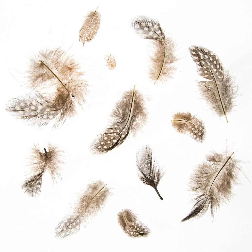 Guinea Pluma Feathers: Earth Colors, 2 To 3in, 1.9 Grams