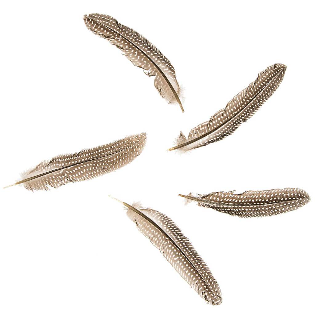 Guinea Plumage Quills: Natural, 8 Inches, 10 Pack