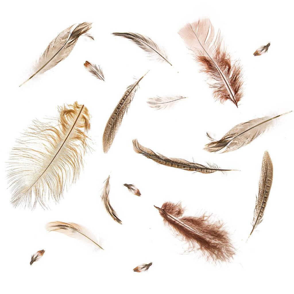 Guinea Feathers: Natural, 2 To 4 Inches, 8 Grams