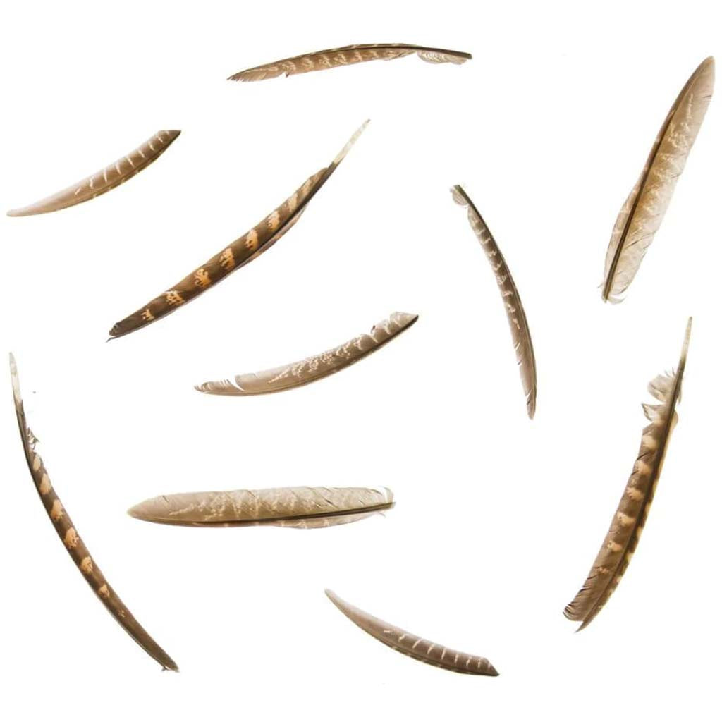 Pheasant Quills: 8 Inches, 10 Pack