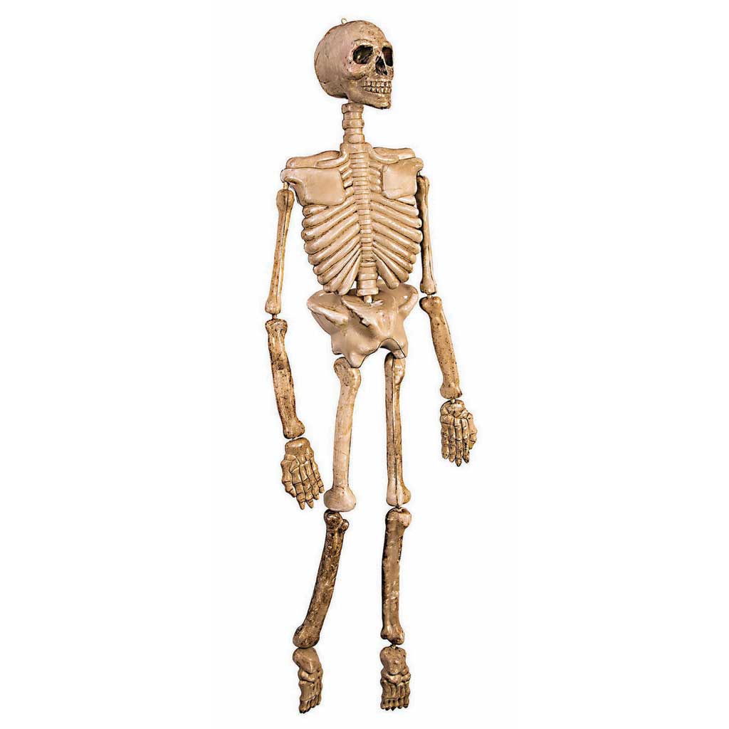 Skeleton 36in