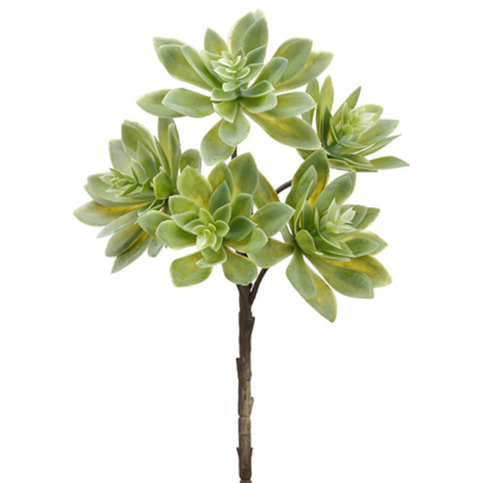Soft Touch Echeveria Spray 12in Green
