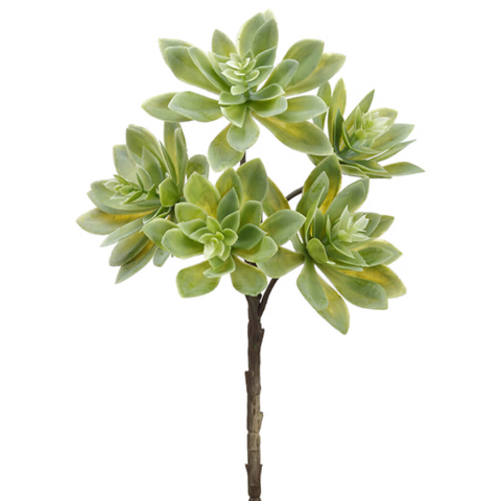 Soft Touch Echeveria Spray 12in Green