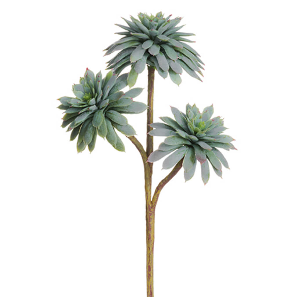 Soft Touch Echeveria x3 Pick Gray Green 8in