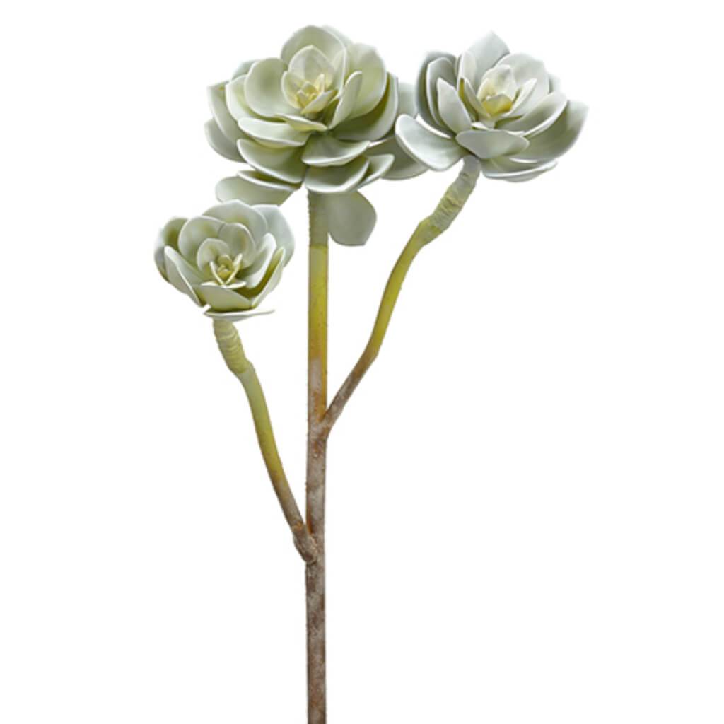 Echeveria Spray x3 43in Green Gray