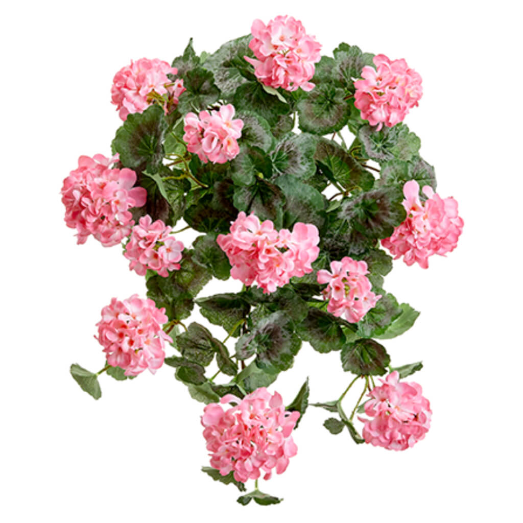 UV Portected Geranium Hanging Bush Pink 22in